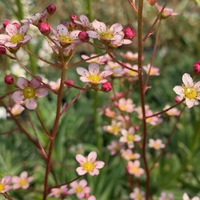 Saxifraga  'Esther'